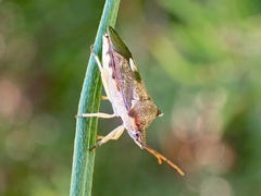 Oechalia schellenbergii