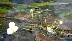 Sagittaria graminea