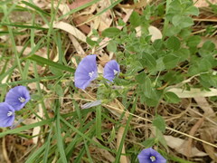 Convolvulus sabatius