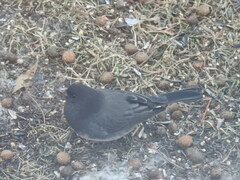 Junco hyemalis cismontanus