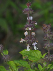 Ocimum basilicum