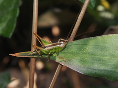 Conocephalus maculatus