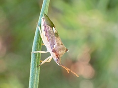 Oechalia schellenbergii