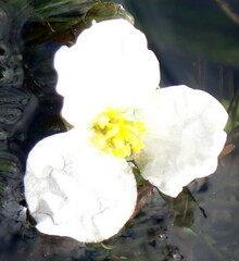 Sagittaria graminea