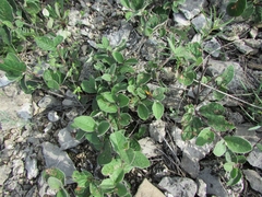 Cotoneaster integerrimus