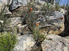 Liparia splendens comantha