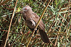 Turdoides hartlaubii