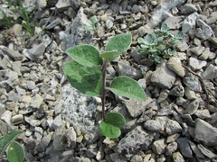 Cotoneaster integerrimus