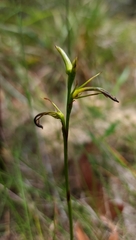 Cryptostylis hunteriana