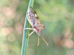 Oechalia schellenbergii