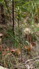 Cryptostylis hunteriana