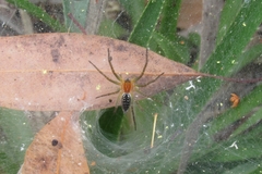 Aglaoctenus lagotis