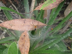 Aglaoctenus lagotis