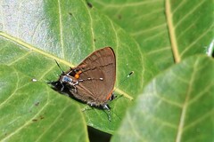 Electrostrymon angelia