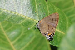 Electrostrymon angelia