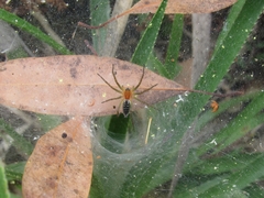 Aglaoctenus lagotis