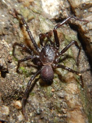 Hebestatis theveneti