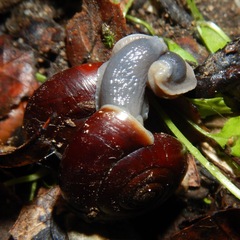 Glyptostoma gabrielense