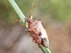 Oechalia schellenbergii