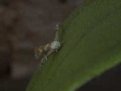 Stathmopodidae