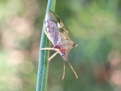 Oechalia schellenbergii