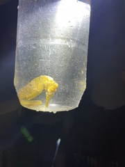 Hippocampus reidi