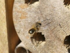Osmia cornifrons
