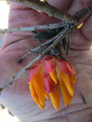 Liparia splendens comantha