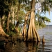 Baldcypress - Photo (c) William J. Deml, some rights reserved (CC BY-NC), uploaded by William J. Deml