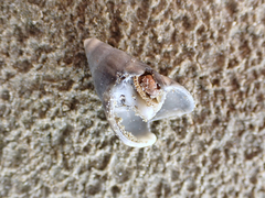 Cominella nassoides nassoides