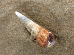 Maoricolpus roseus