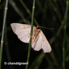 Cerynea punctilinealis