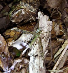 Austrolimnophila lambi