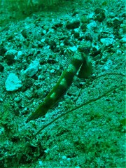 Amblyeleotris latifasciata