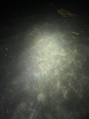 Sepioteuthis sepioidea