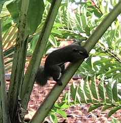 Callosciurus notatus