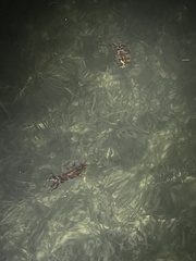 Sepioteuthis sepioidea