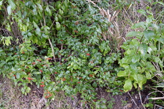 Eumachia microdon