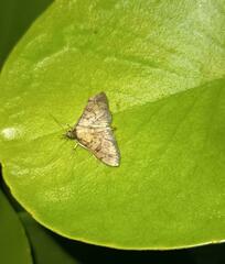 Nacoleia charesalis