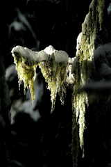 Alectoria sarmentosa