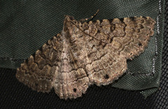 Diatenes aglossoides