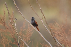 Emberiza lathami
