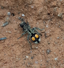 Hoplomutilla spinosa