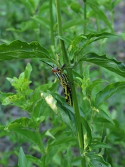 Zoniopoda tarsata