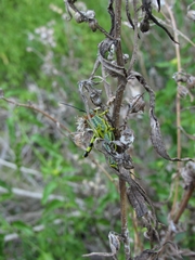 Zoniopoda tarsata