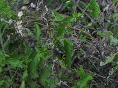 Zoniopoda tarsata