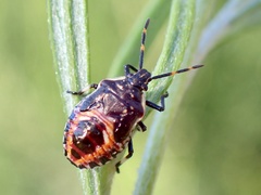 Oechalia schellenbergii