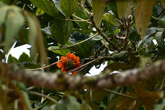 Erythrina edulis