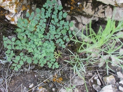 Thalictrum foetidum