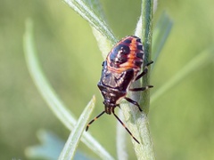 Oechalia schellenbergii